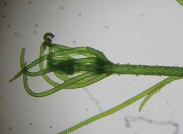 Attēlu rezultāti vaicājumam “Chara contraria”