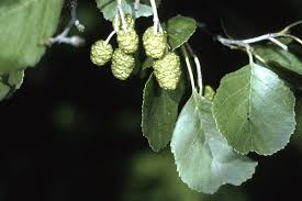 Attēlu rezultāti vaicājumam “Alnus glutinosa fruit”