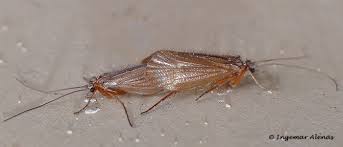 Attēlu rezultāti vaicājumam “Chaetopteryx villosa”