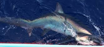 Image result for Alopias superciliosus