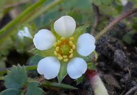 Attēlu rezultāti vaicājumam “Fragaria vesca flower”