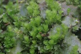 Attēlu rezultāti vaicājumam “Mnium stellare”