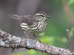 Image result for Seiurus noveboracensis