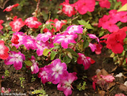 Image result for Impatiens walleriana