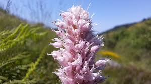 Attēlu rezultāti vaicājumam “Bistorta major flower”