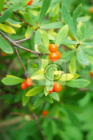 Attēlu rezultāti vaicājumam “Daphne mezereum fruit”