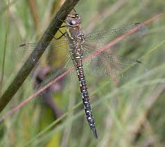 Attēlu rezultāti vaicājumam “Aeshna mixta female”