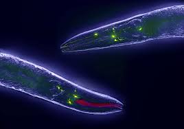 Attēlu rezultāti vaicājumam “Comatricha elegans”