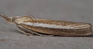 Attēlu rezultāti vaicājumam “Agriphila selasella”