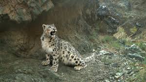 Image result for kernel panic snow leopard