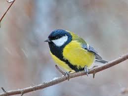 Attēlu rezultāti vaicājumam “Parus major female”