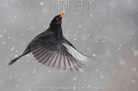 Attēlu rezultāti vaicājumam “Turdus merula male”