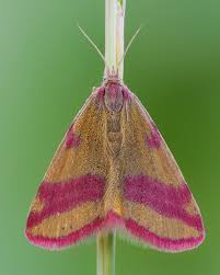 Attēlu rezultāti vaicājumam “Lythria cruentaria”