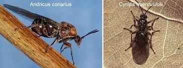 Attēlu rezultāti vaicājumam “Cynips quercusfolii”
