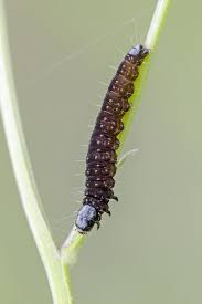 Attēlu rezultāti vaicājumam “Aphelia paleana”