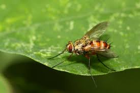 Attēlu rezultāti vaicājumam “Muscidae”