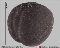 Attēlu rezultāti vaicājumam “Brassica napus fruit”