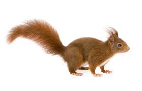 Attēlu rezultāti vaicājumam “Sciurus vulgaris”