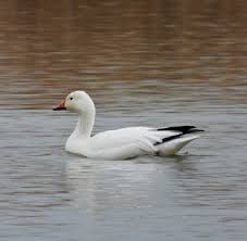 Attēlu rezultāti vaicājumam “Anser anser adult”