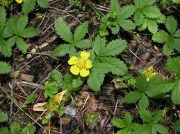 Attēlu rezultāti vaicājumam “Potentilla reptans”
