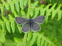 Attēlu rezultāti vaicājumam “Cupido minimus underside”