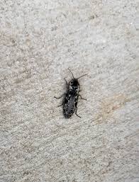 Attēlu rezultāti vaicājumam “Ptinus sp. female”