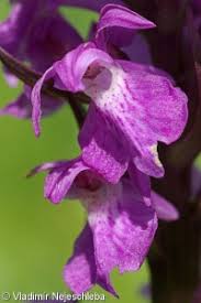 Attēlu rezultāti vaicājumam “Dactylorhiza traunsteineri”