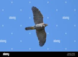 Attēlu rezultāti vaicājumam “Accipiter gentilis adult”