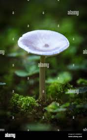 Attēlu rezultāti vaicājumam “Polyporus tubaeformis”