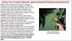 Attēlu rezultāti vaicājumam “Reynoutria sachalinensis leaf”