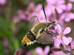 Attēlu rezultāti vaicājumam “Hemaris tityus”
