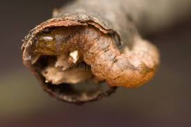 Attēlu rezultāti vaicājumam “Polia nebulosa”