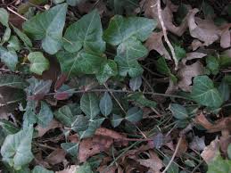 Attēlu rezultāti vaicājumam “Cribraria intricata young”