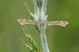 Attēlu rezultāti vaicājumam “Gillmeria pallidactyla”