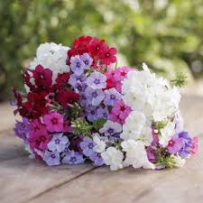 Image result for Phlox drummondii