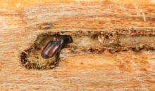 Attēlu rezultāti vaicājumam “Scolytus scolytus, Scolytus multistriatus”