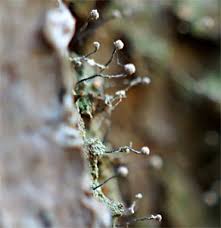 Attēlu rezultāti vaicājumam “Chaenotheca gracilenta”