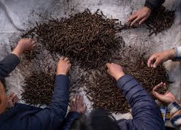 Attēlu rezultāti vaicājumam “Cordyceps stylophora”