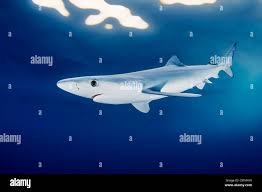 Image result for Prionace glauca