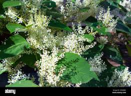 Attēlu rezultāti vaicājumam “Reynoutria japonica flower”