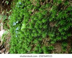 Attēlu rezultāti vaicājumam “Pogonatum urnigerum macro”