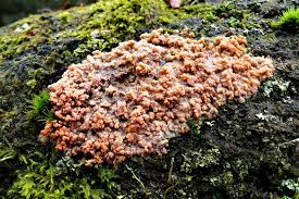 Attēlu rezultāti vaicājumam “Amaurochaete atra young”