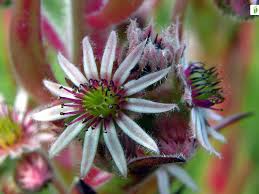 Attēlu rezultāti vaicājumam “Jovibarba globifera flower”