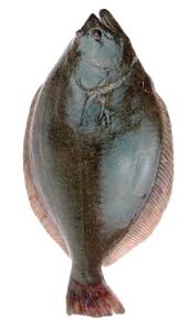 Image result for Reinhardtius hippoglossoides