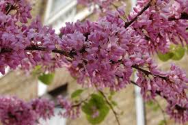 Attēlu rezultāti vaicājumam “Cercis siliquastrum”