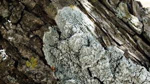 Attēlu rezultāti vaicājumam “Pertusaria albescens”