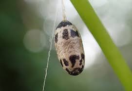 Attēlu rezultāti vaicājumam “Ichneumonidae cocoon”