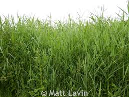 Attēlu rezultāti vaicājumam “Phragmites communis fruit”