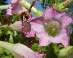 Attēlu rezultāti vaicājumam “Nicotiana tabacum flower”