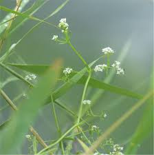 Attēlu rezultāti vaicājumam “Galium palustre fruit”